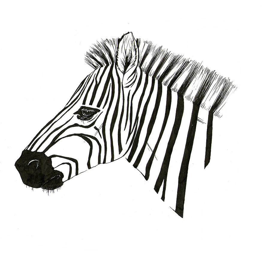874x900 Zebra Drawing