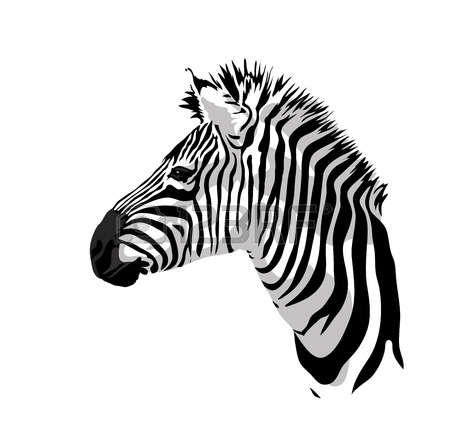 450x448 Zebra Face Clipart Clip Art