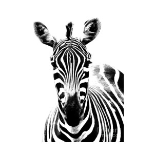 300x300 Zebra Face Photograph