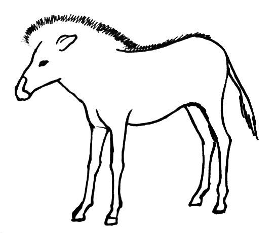 545x460 How To Draw A Zebra