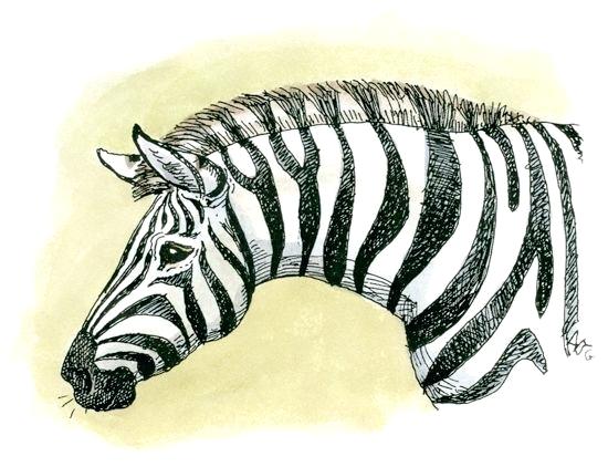550x422 Drawings Of Zebras Step
