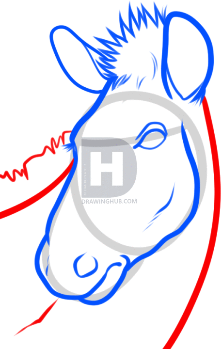 458x720 How To Draw A Zebra Head, Step