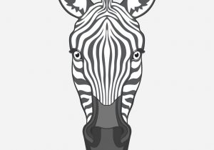 300x210 Zebra Head Drawing How To Draw A Zebra Head