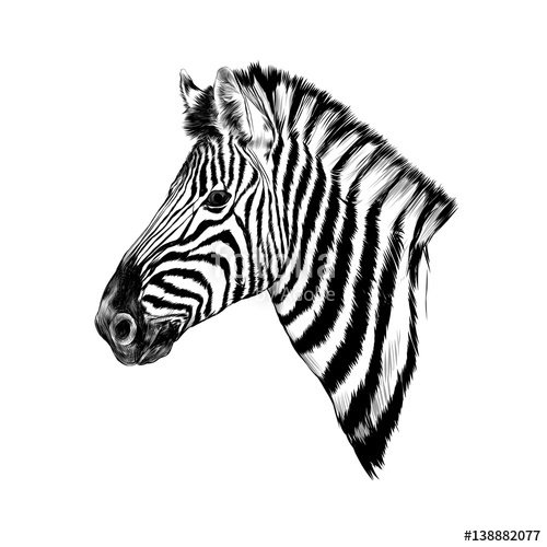 500x500 A Zebra Head Profile Sketch Vector Stock Image And Royalty Free