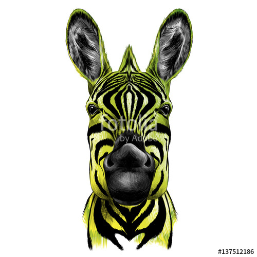 500x500 Head Of Zebra, Vector Color Drawing Black Yellow And Green Stock