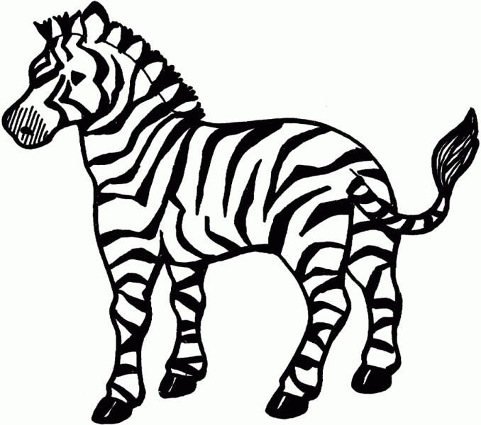 678x600 Zebra Color