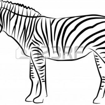 336x336 Zebra Face Drawing Easy Tags Cactus Drawing Easy Leaf Medusa