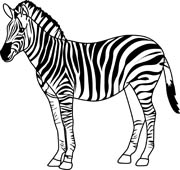 180x170 Zebra Outline
