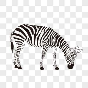 300x300 Cartoon Zebra Images Cartoon Zebra Pictures Free Download