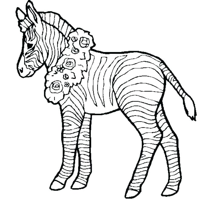 700x658 zebra pictures to print zebra coloring pages to print s free zebra
