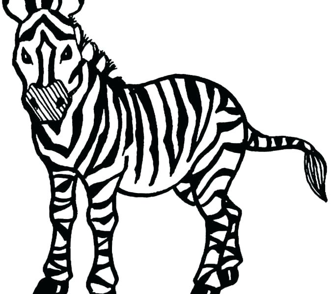 678x600 Zebra Print Coloring Pages