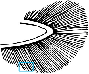 313x258 is gill cortisol concentration a good acute stress indicator