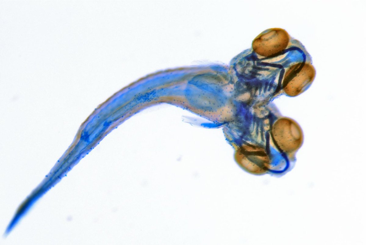 Zebrafish Drawing Free download on ClipArtMag