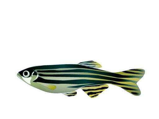 512x384 Jove Science Education Gt Model Organisms Ii Mouse, Zebrafish