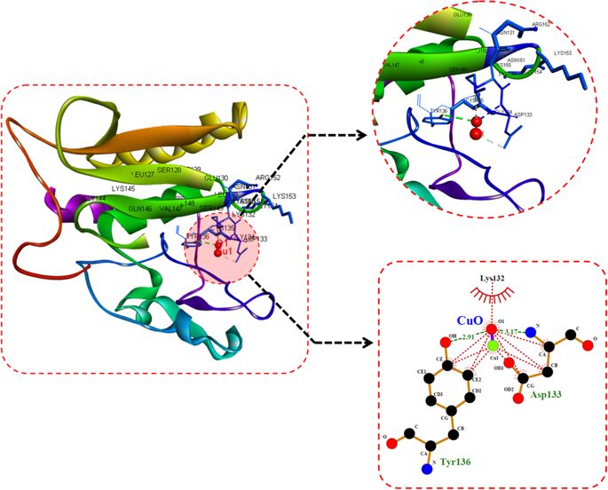 685x552 Mechanistic Insight To Ros And Apoptosis Regulated Cytotoxicity