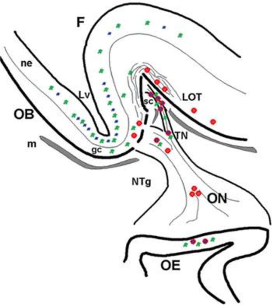 1028x1154 modelling kallmann syndrome in the zebrafish