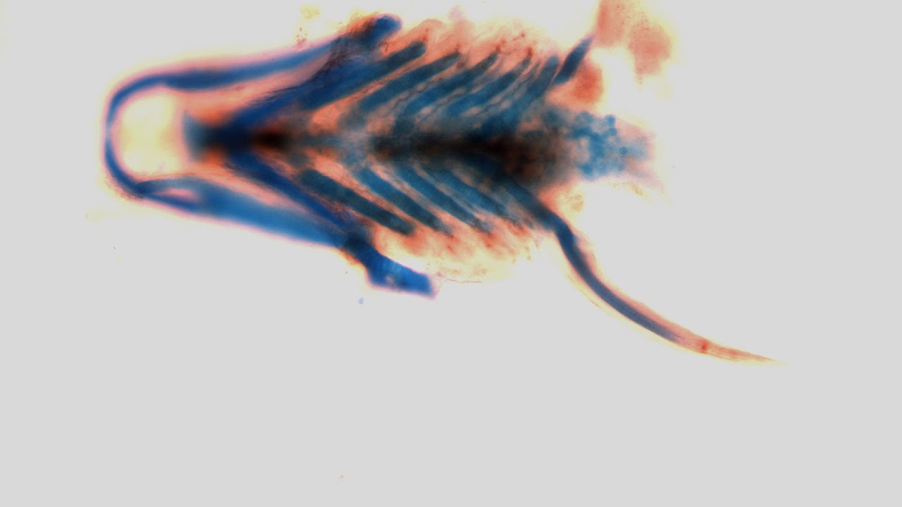 1280x720 a dissected lower jaw of a day old zebrafish larva