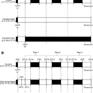 320x320 Schematic Drawing Of The Sagittal Plane Of The Zebrafish