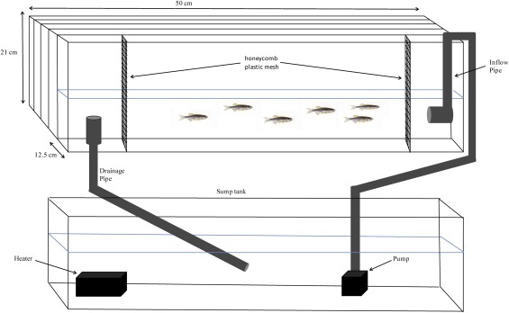 565x348 The Influence Of Exercise On Anxiety Like Behavior In Zebrafish