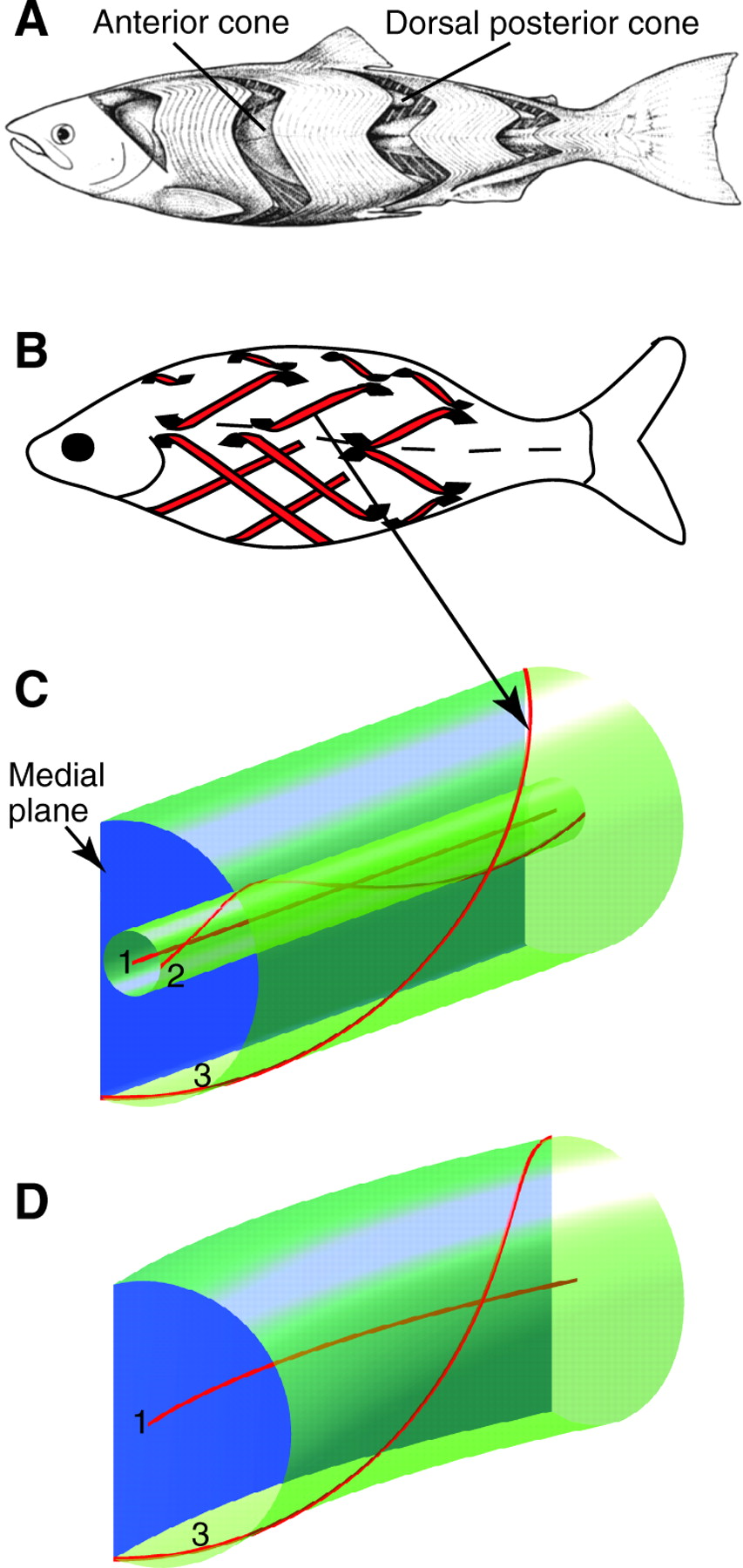 853x1800 A Functional Analysis Of Myotomal Muscle Fibre Reorientation