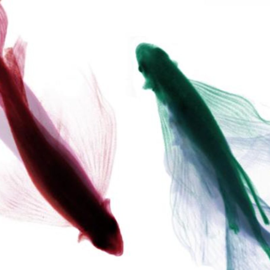 912x912 Zebrafish Interactions Offer Help In Studying Social Behavior