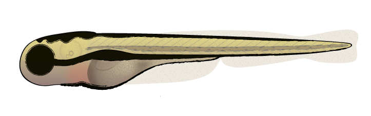 723x226 How To Draw A Zebrafish