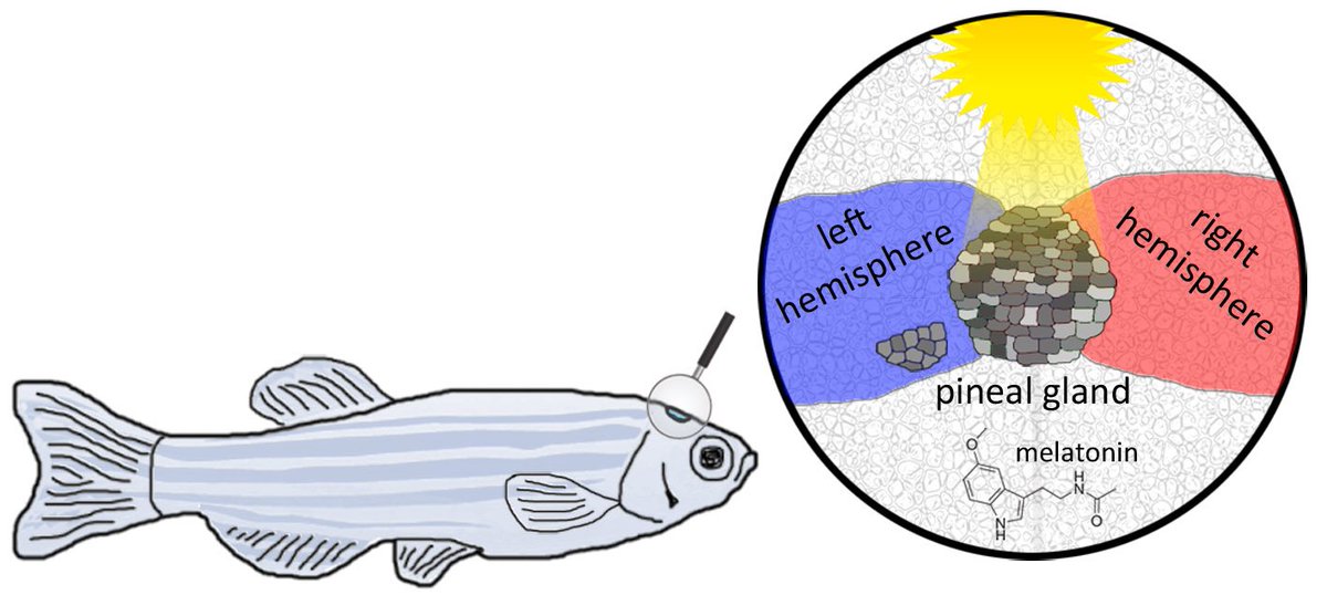 1200x557 bioss freiburg on twitter bioss researchers t schredelseker