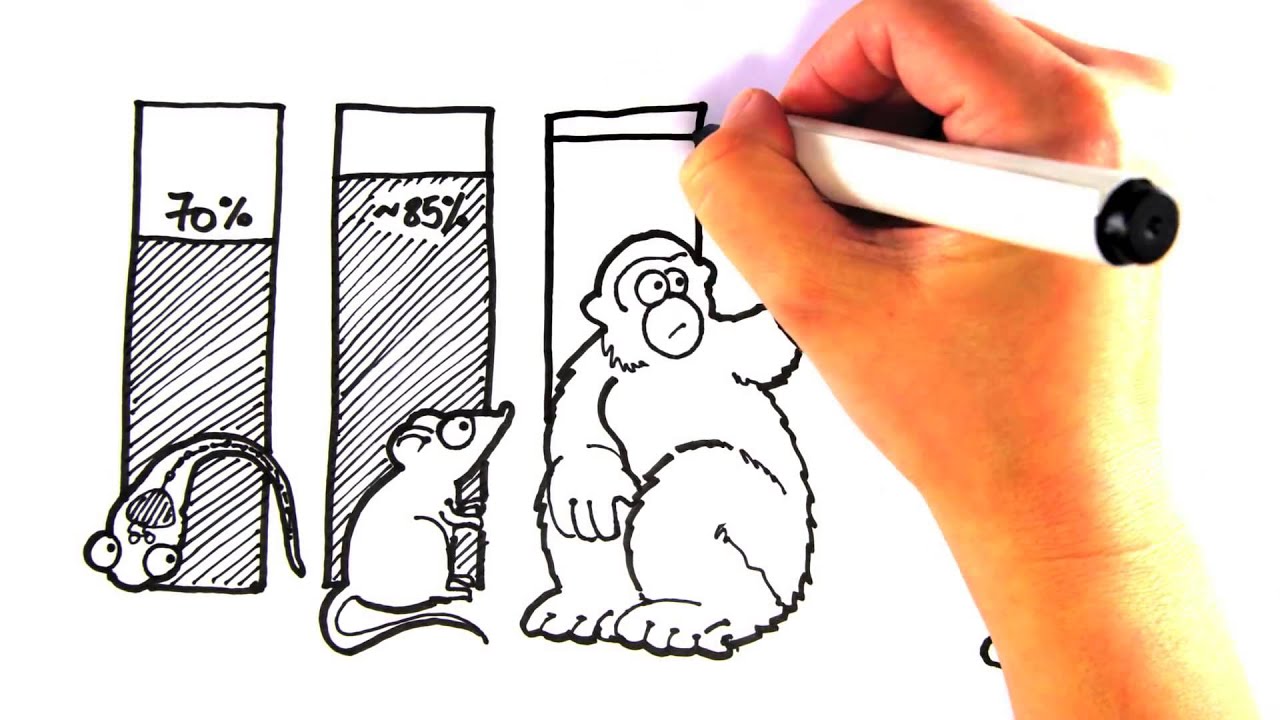 1280x720 Drawn To Science Zebrafish A New Model For Drug Discovery