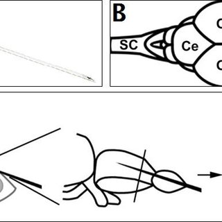320x320 Inducing Brain Regeneration In Adult Zebrafish