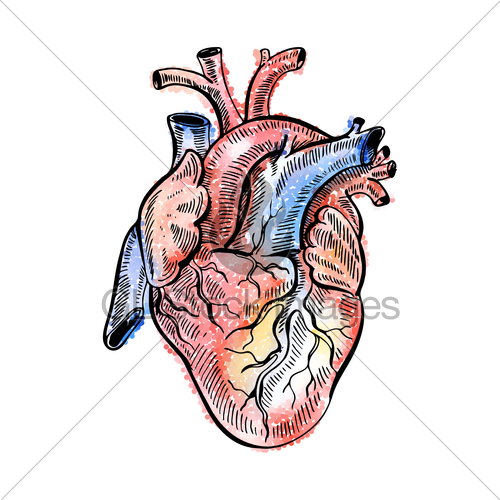 500x500 Hand Drawing Sketch Anatomical Heart Doodle Zentangle Ve Gl