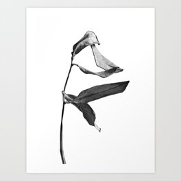 264x264 Zen Garden Art Prints