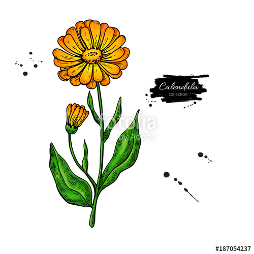 500x500 Calendula Vector Drawing Isolated Medical Flower And Leaves He