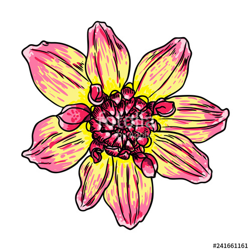 500x500 Dahlia Flower, Related Species Include The Daisy, Chrysanthemum