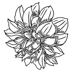 240x240 Dahlia Flower Botanical Black And White Ink Vintage Illustration