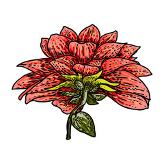 240x240 dahlia or zinnia flower drawing in color, sketch of black line art