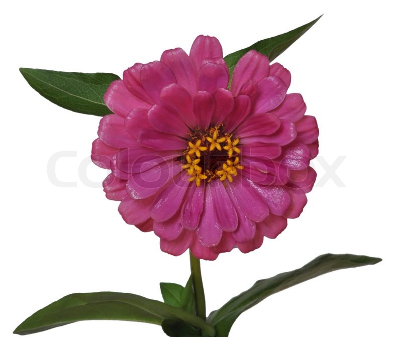 800x671 flower zinnia isolated stock image colourbox