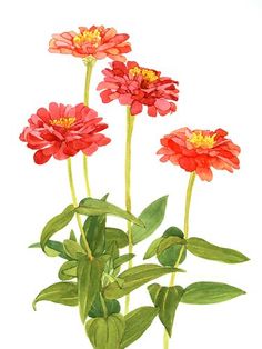 236x314 best zinnia images garden plants, planting flowers