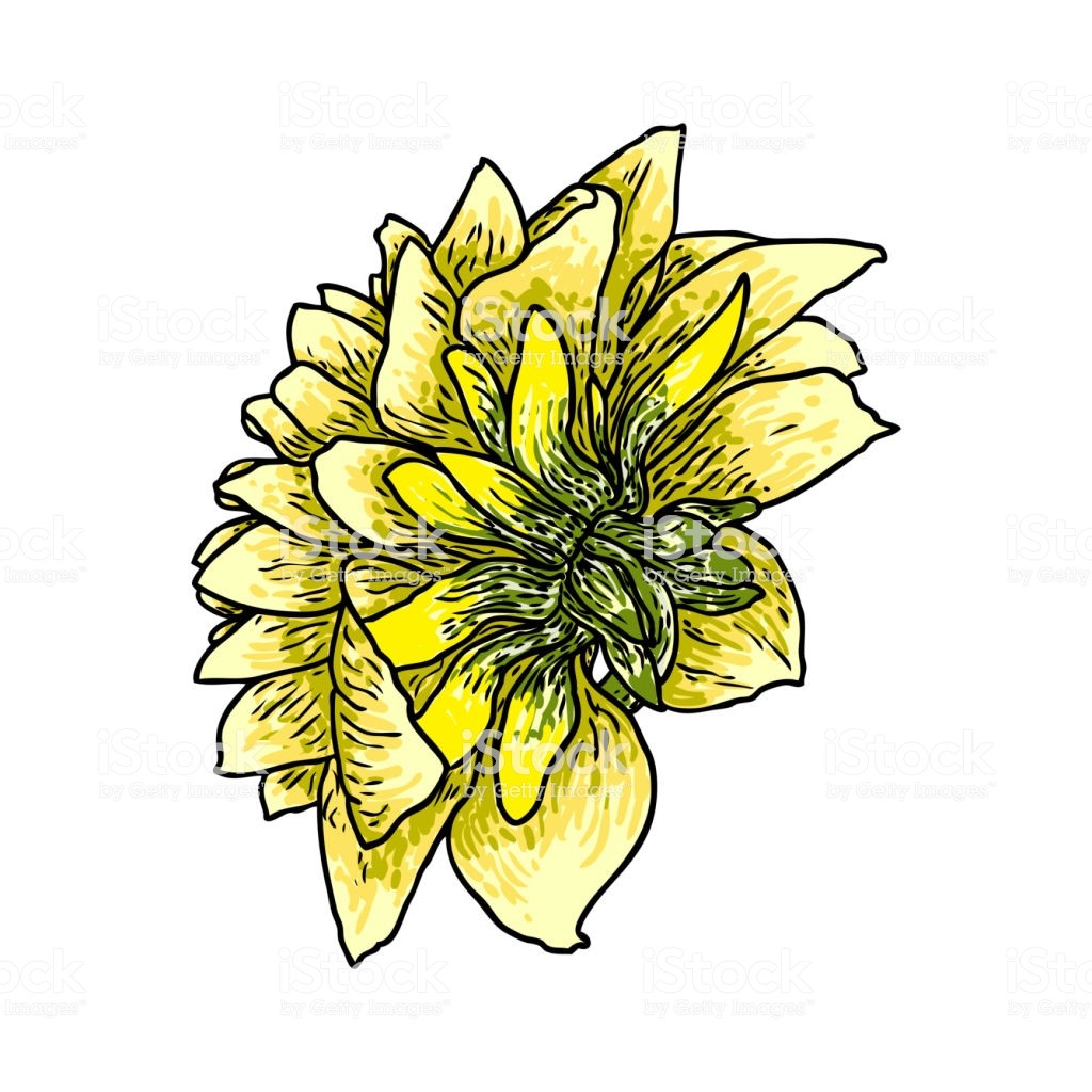 1024x1024 zinnia clip art clip art