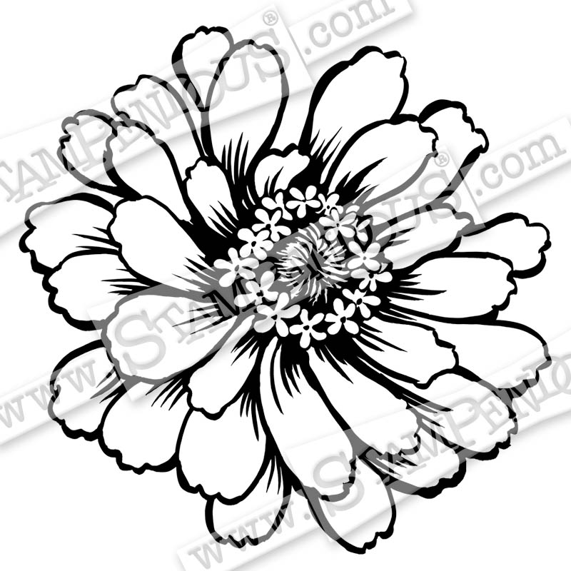 800x800 zinnia drawing botanical illustration for free download