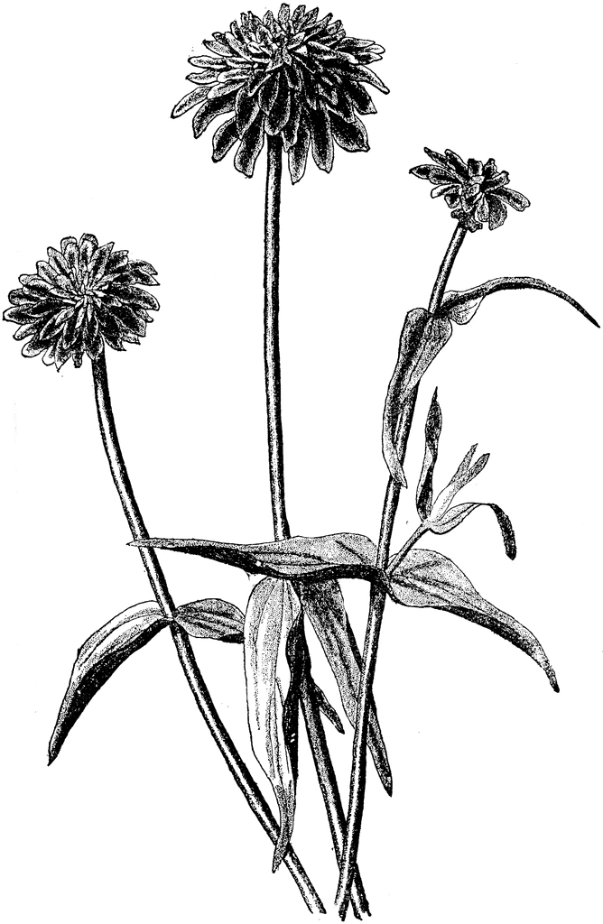 668x1024 zinnia haageana clipart etc