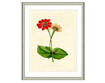 340x270 zinnia artwork etsy