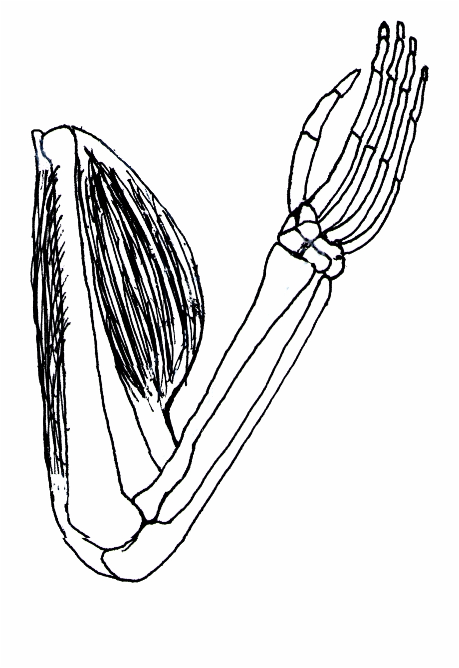 920x1338 bicep cliparts