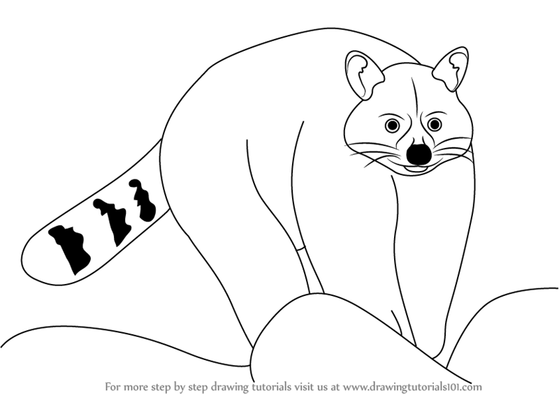 800x566 Learn How To Draw A Raccoon