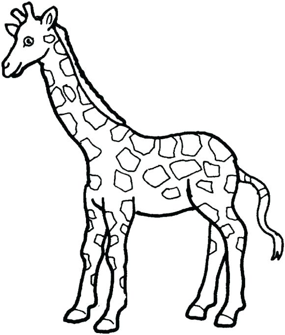 580x681 Zoo Animals Coloring Pages Printable
