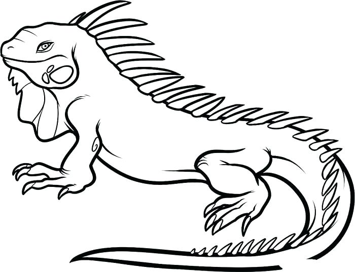 700x537 Zoo Animals Coloring Pages Pdf Coloring Zoo Printable Pictures