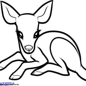 336x336 Baby Sea Animal Drawings Zoo Adorable Step