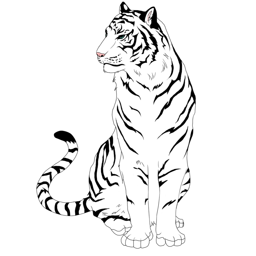 900x900 Collection Of Free Zoo Drawing Tiger Download On Ui Ex