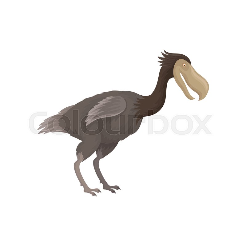 800x800 Dodo Bird With Small Wings And Large Stock Vector Colourbox