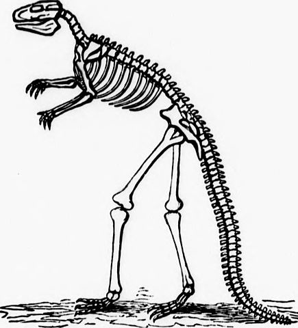 435x480 Filehandbook Of Zoology With Examples From Canadian Species