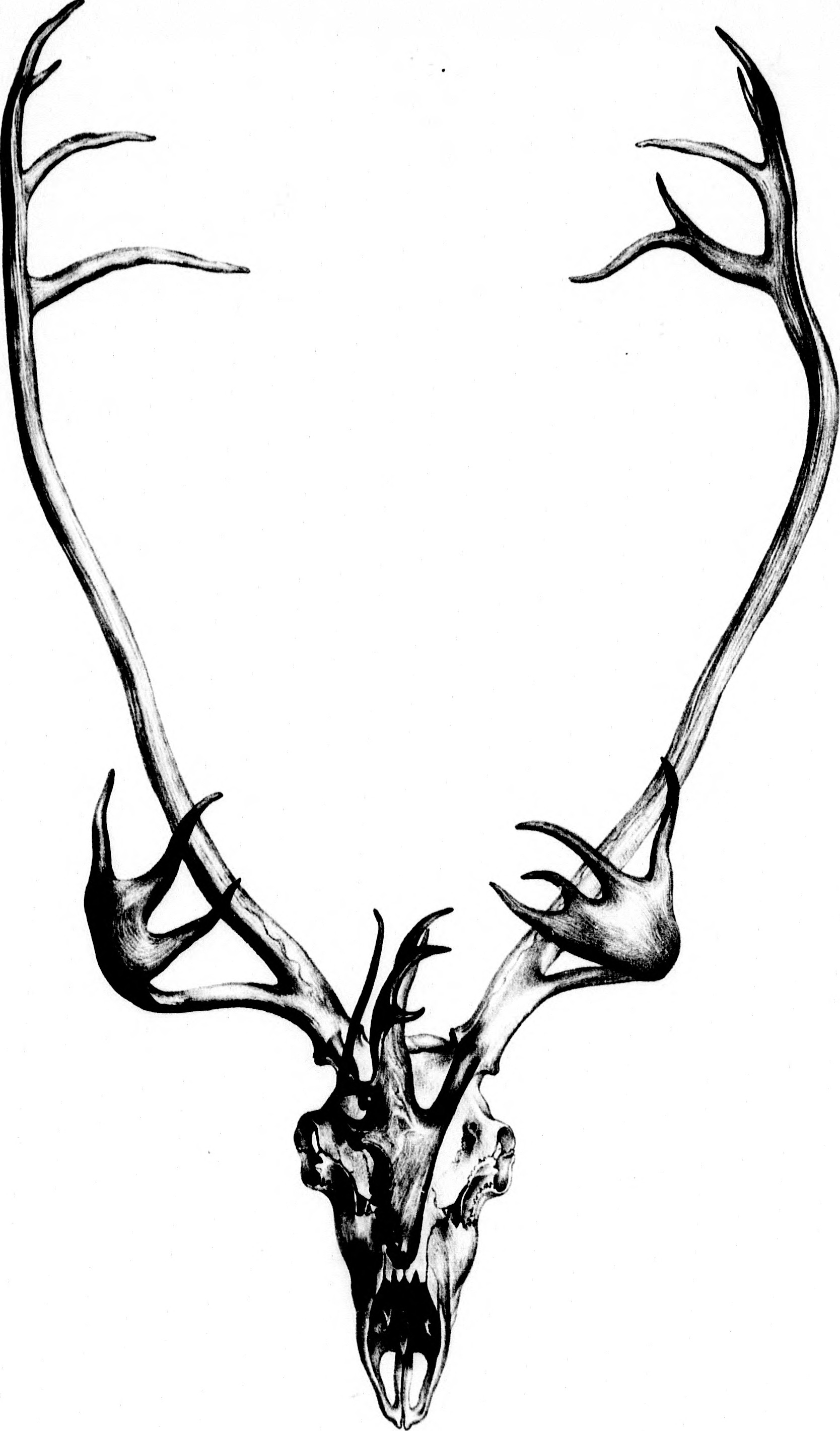 1668x2840 filethe zoology of the voyage of h m s herald